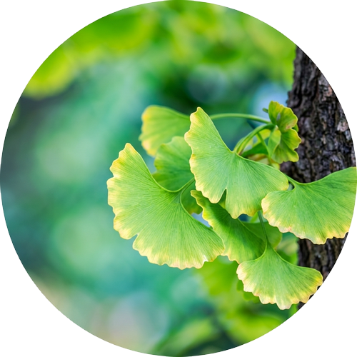 Ginkgo biloba