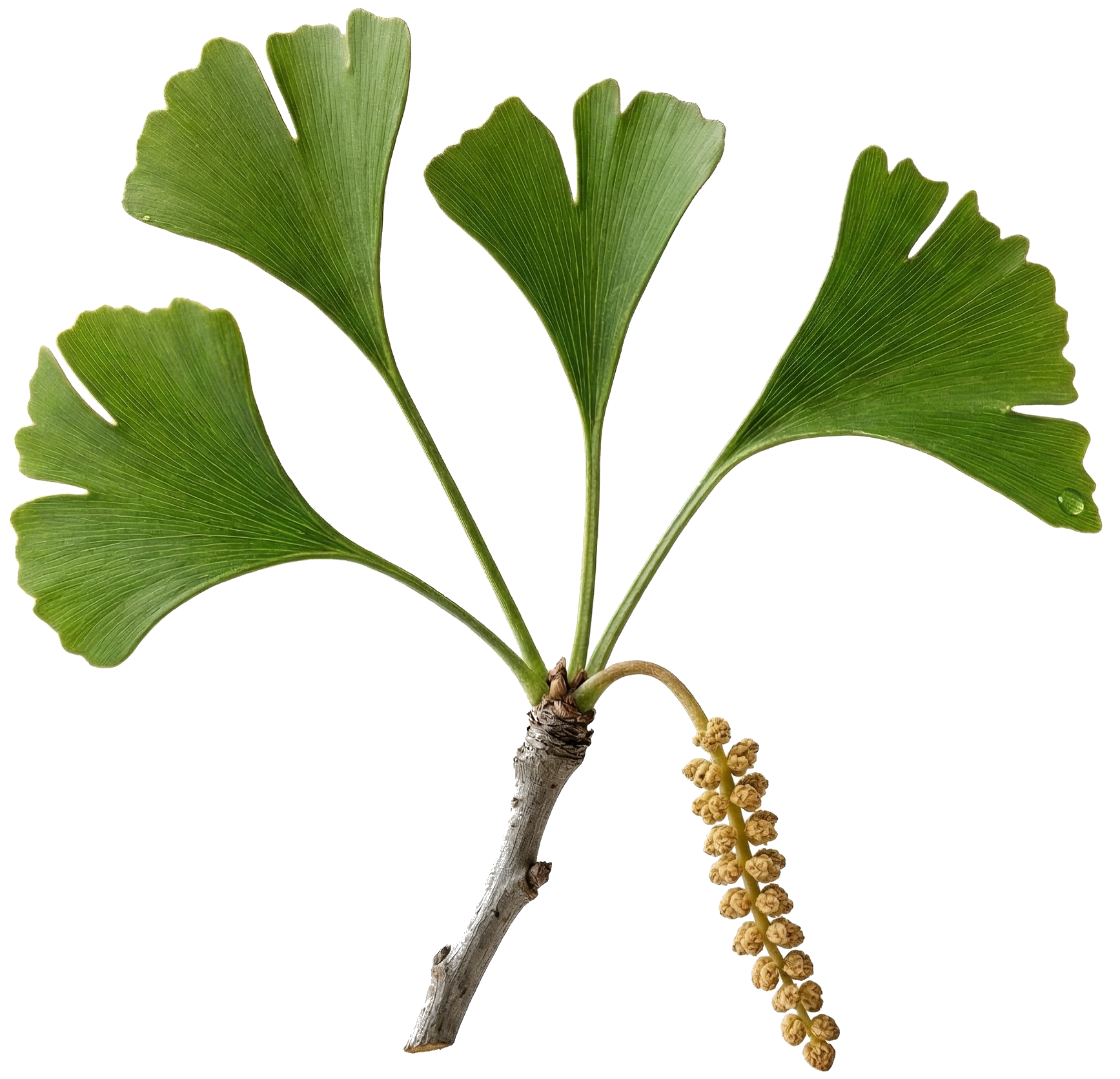 Ginkgo Biloba
