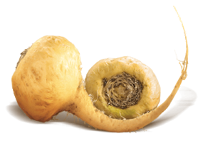 Maca